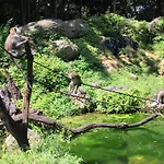 Magical Wonderkoi House In A Japanese Koi Garden