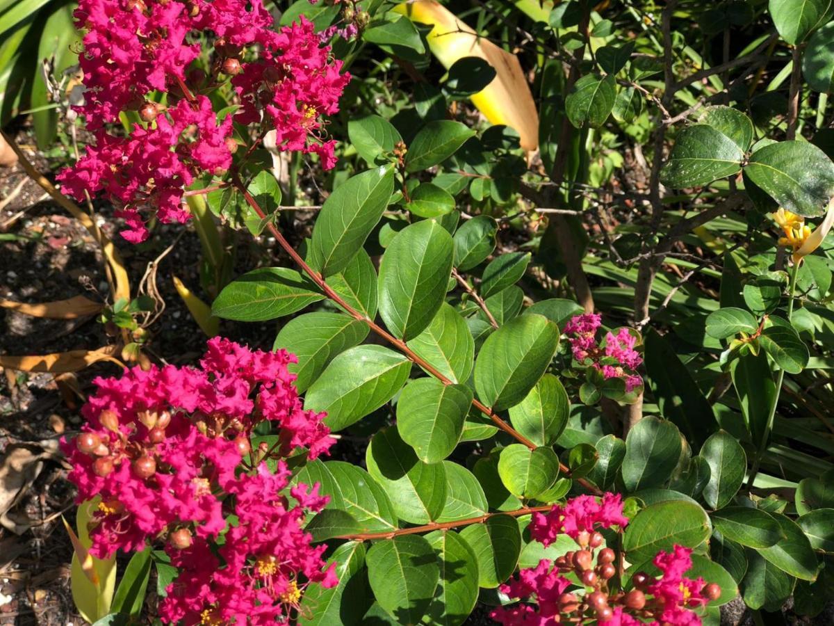 Private In The Heart Of Calle Ocho Homestay Miami