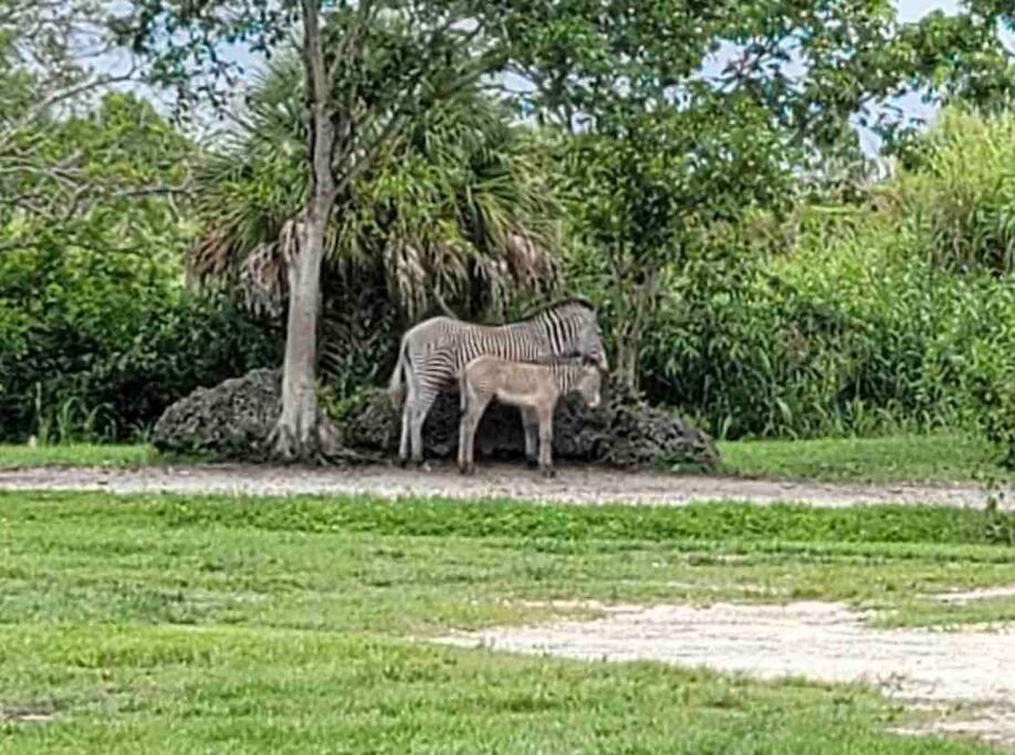 Amazing & Cozy Duplex Near Zoo ! Casa de férias Miami