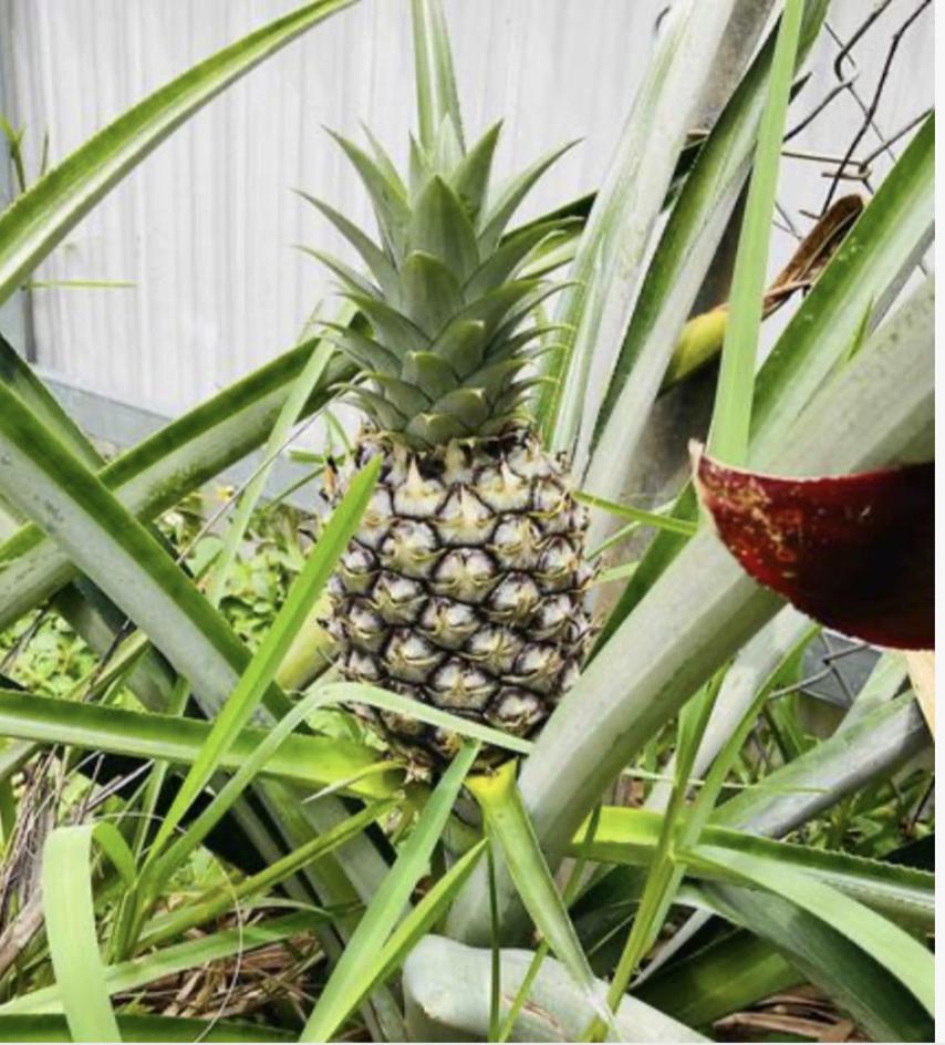 Tropical Oasis Guest house Miami